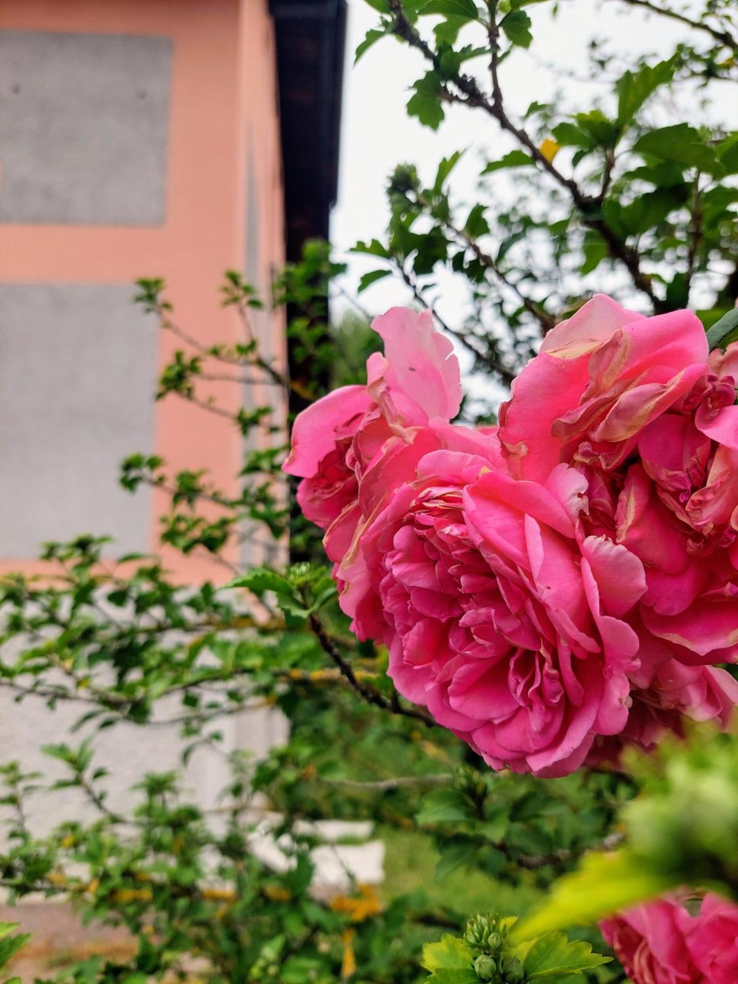 R24, Rose House Apartman Ljubljana Kültér fotó