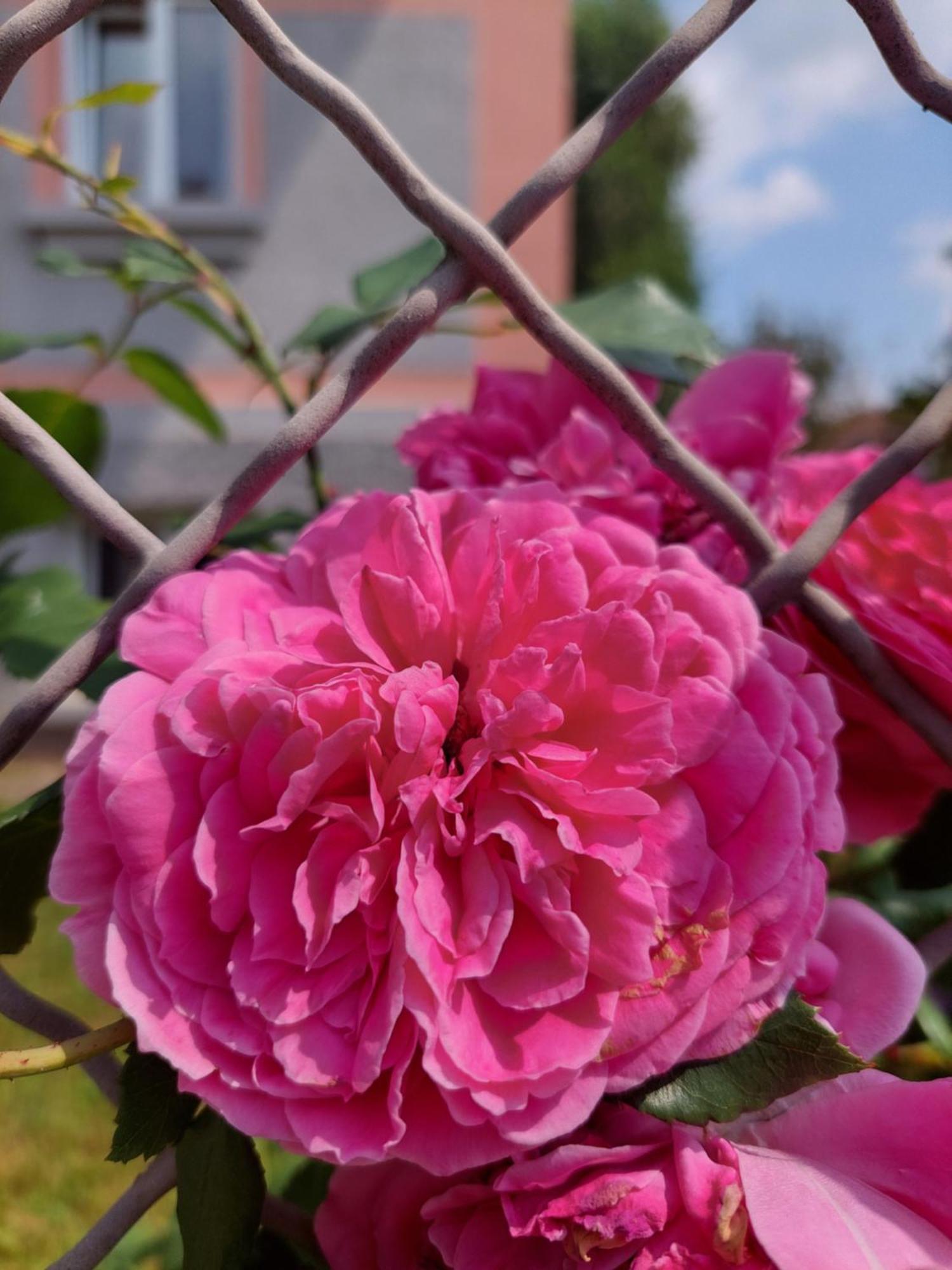 R24, Rose House Apartman Ljubljana Kültér fotó